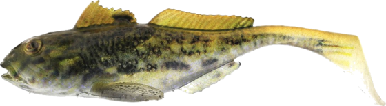 
WESTIN, 
Westin Gunnar The Goby 6,5cm 3,5g Black Mouth 3pcs, 
Detail 1
