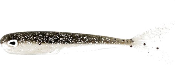 
WESTIN, 
Westin Megateez V-tail 5cm 1g Shiner 4pcs, 
Detail 1
