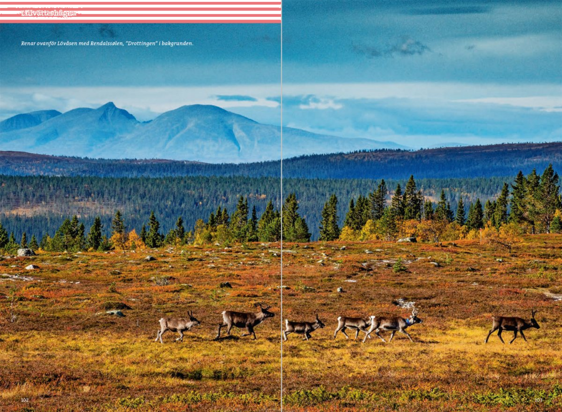 CALAZO, Fjällvandra Kring Grövelsjön