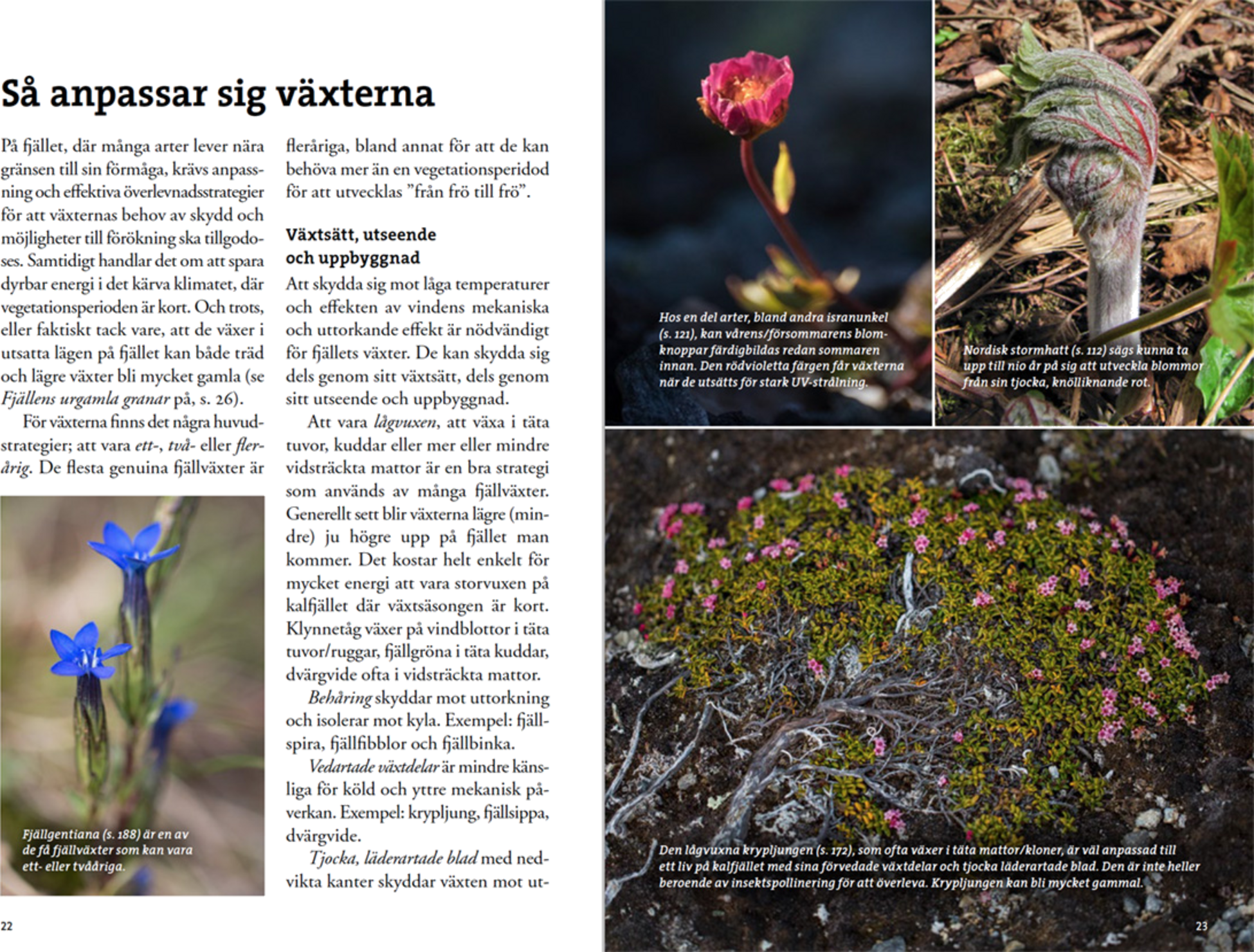 CALAZO, Flora F&ouml;r Fj&auml;llvandrare