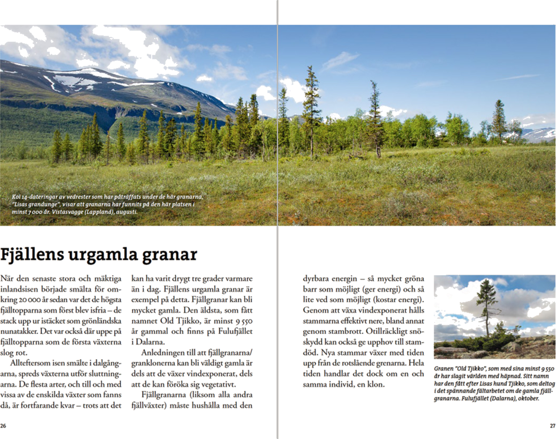 CALAZO, Flora F&ouml;r Fj&auml;llvandrare