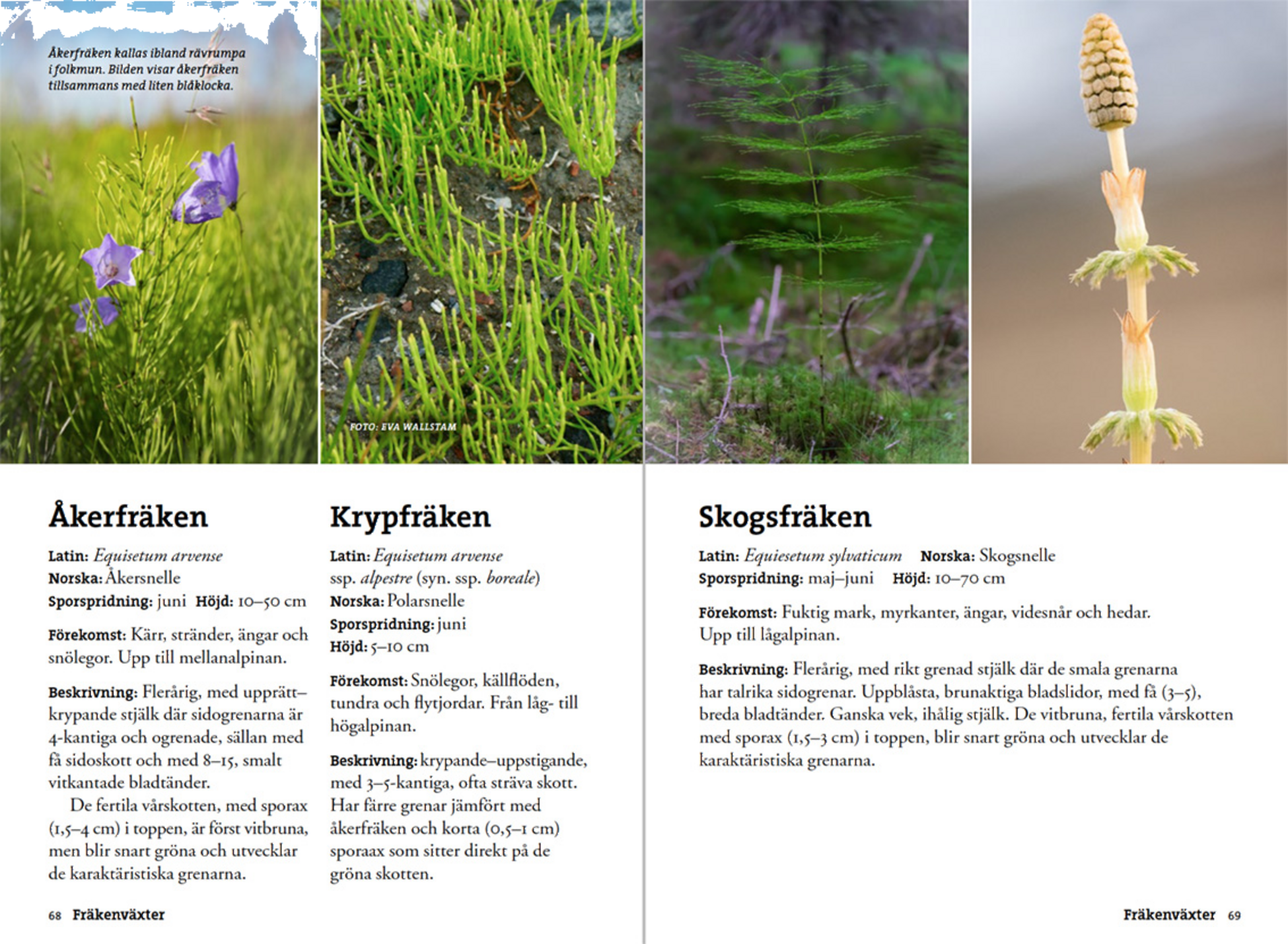 CALAZO, Flora F&ouml;r Fj&auml;llvandrare