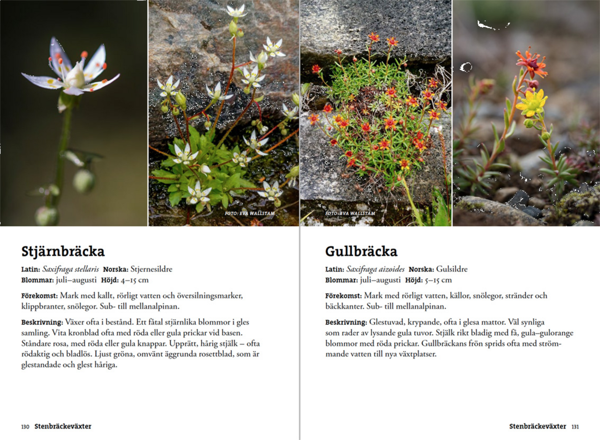 CALAZO, Flora F&ouml;r Fj&auml;llvandrare