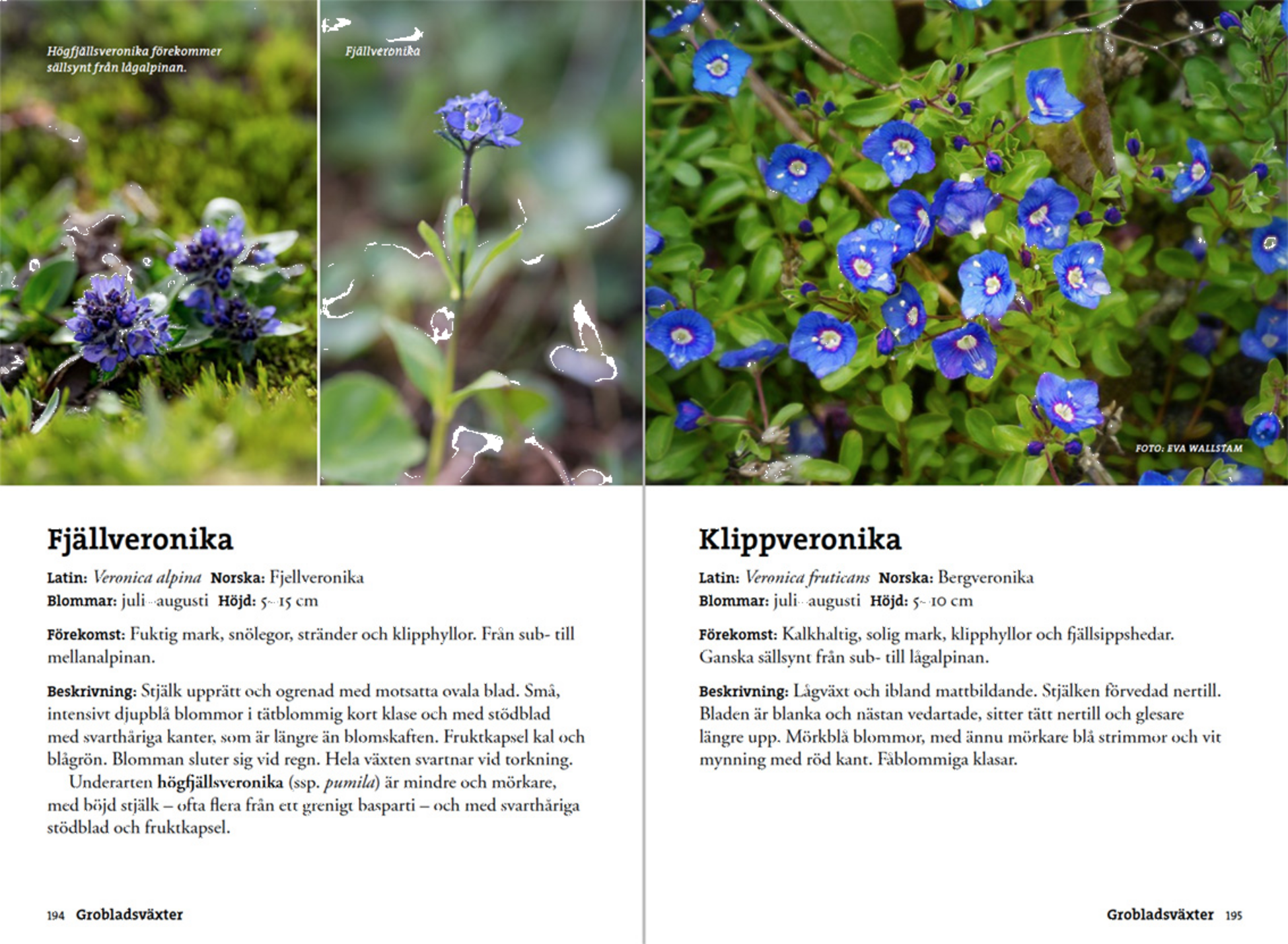 CALAZO, Flora F&ouml;r Fj&auml;llvandrare