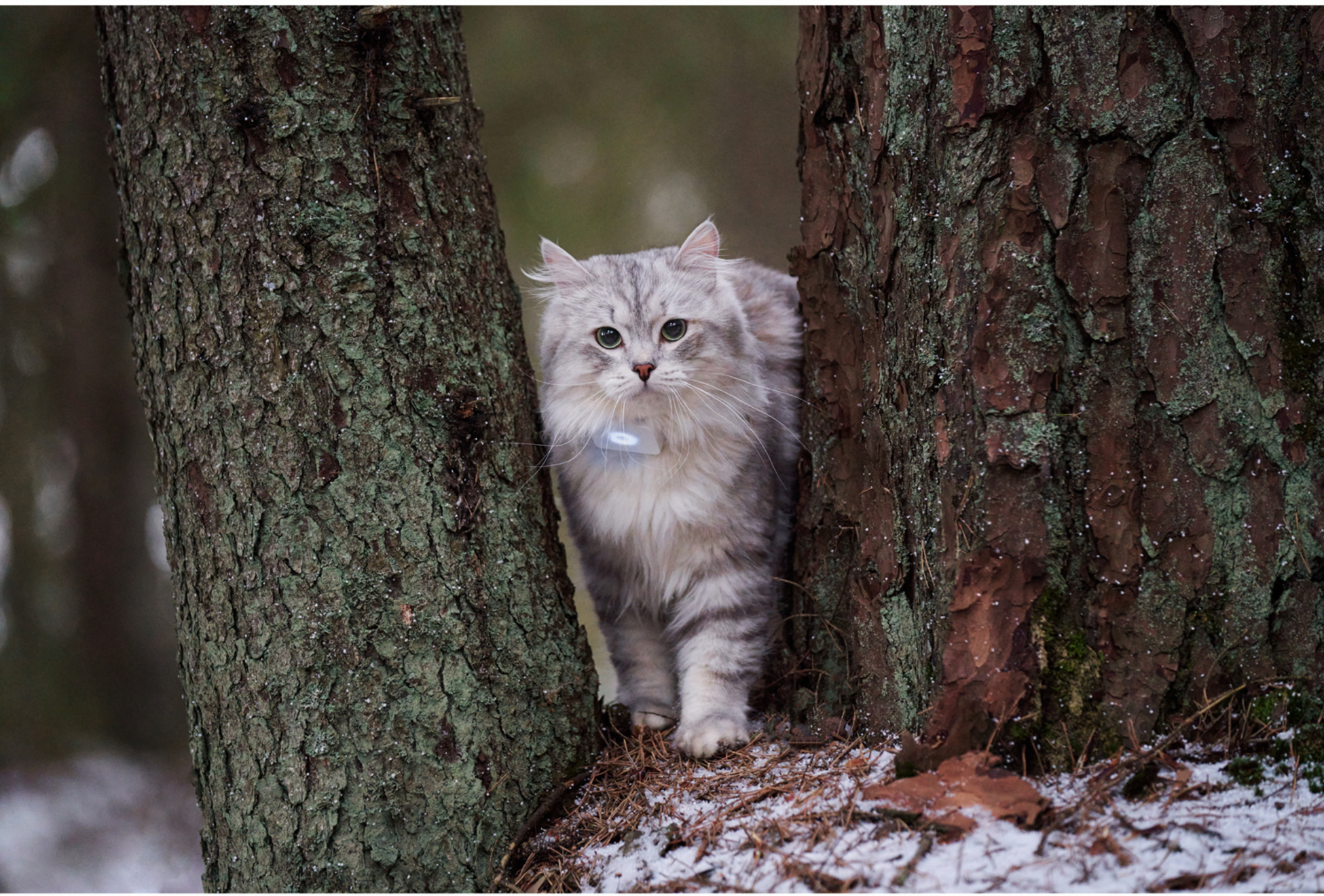 LILCAT, Lilcat 2 Gps-tracker För Katter