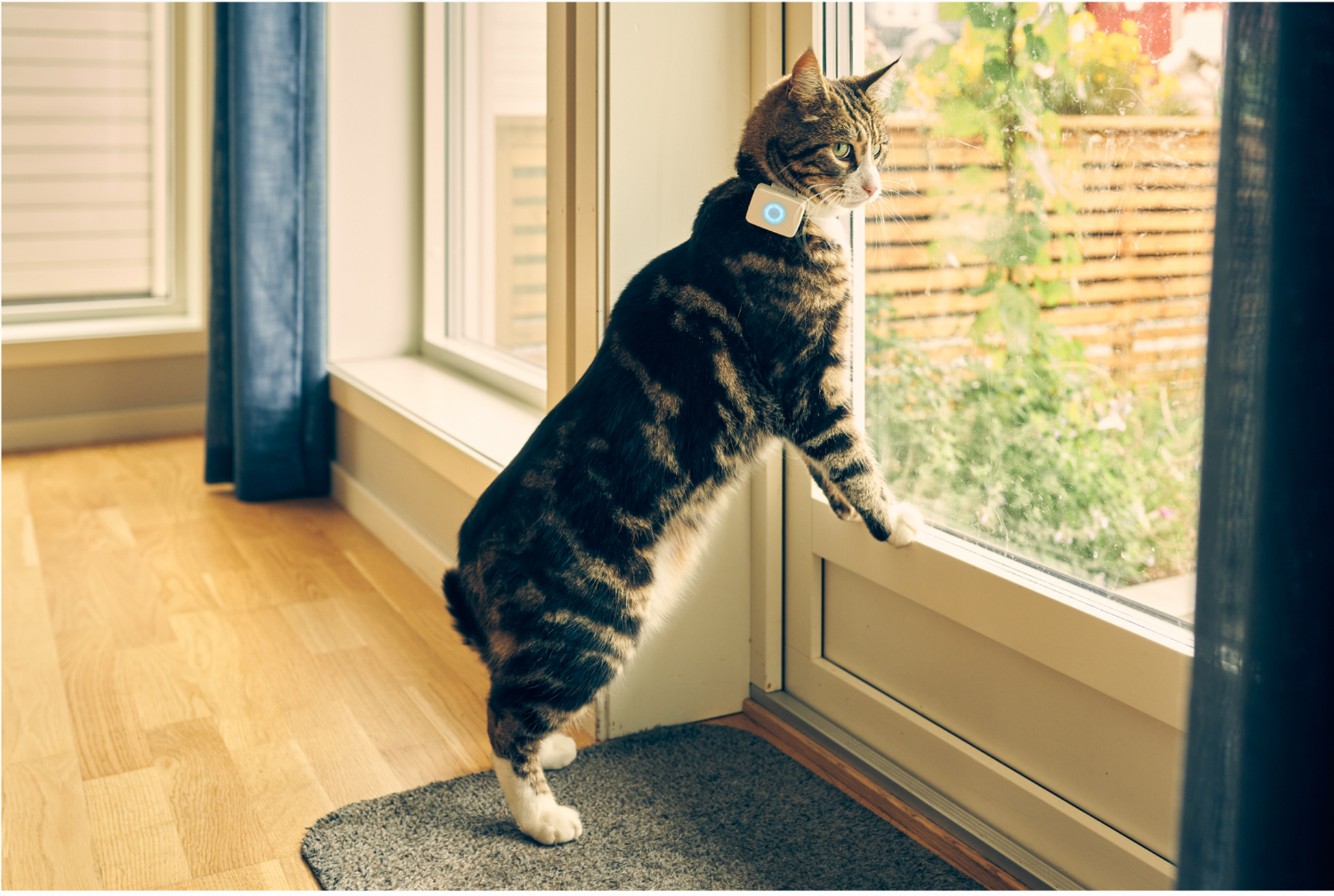 LILCAT, Lilcat 2 Gps-tracker För Katter